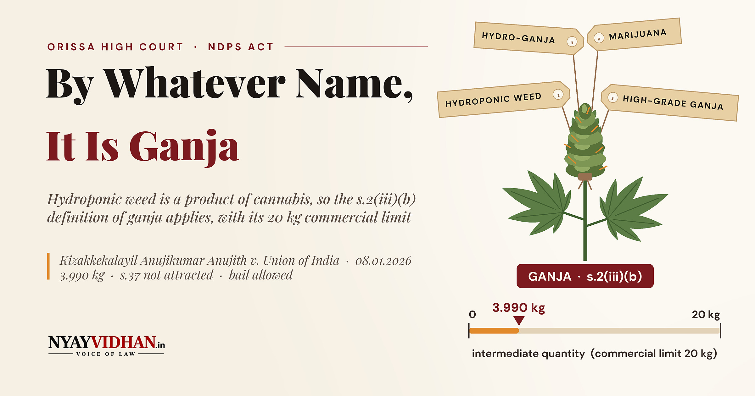 Hydroponic Weed Is Ganja, Commercial Limit 20 kg: Orissa High Court Grants Bail Over 3.990 kg